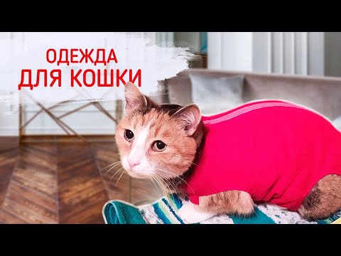 Как сшить для кошки одежду