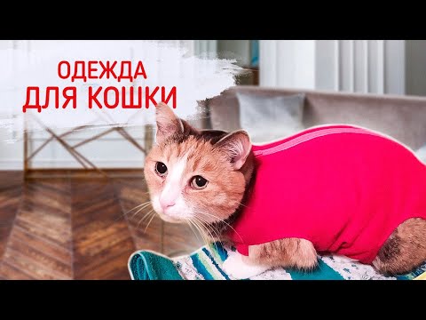 Одежда Для Кошки