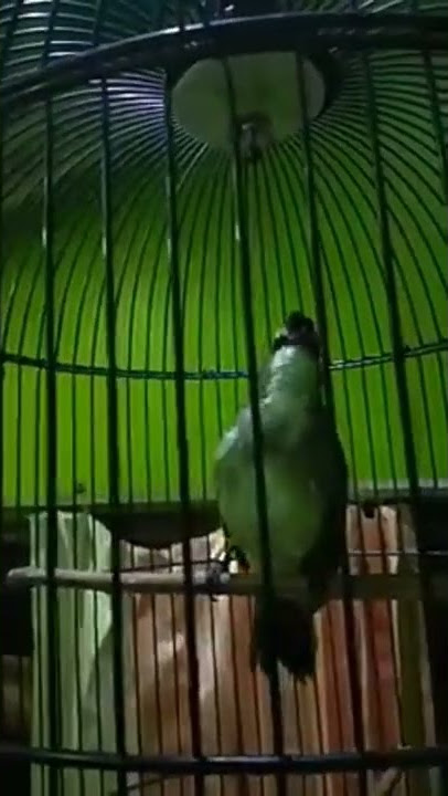 Trucukan nembak cililin  kapas tembak