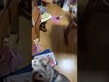 お風呂上がりに先輩を見つけたシベリアンハスキーのハシュ坊