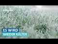 Nachtfrost: jetzt ist wirklich Schluss mit Sommer | MDR um Zwei | MDR