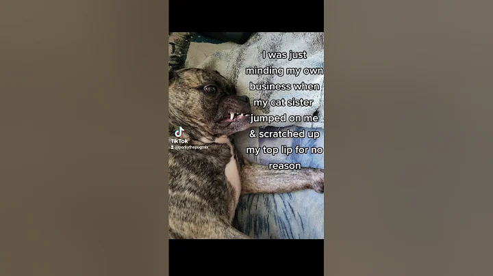 I can't stand my cat sister 🐶🐱😆 #shorts, #funny, #fyp, #dog, #viral, #dogs, #cats,