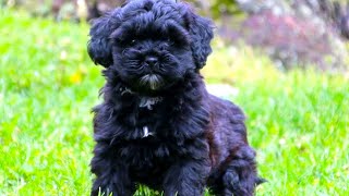 Shih Poo -  The Ultimate Owner's Guide by Dog Solid 151,250 views 3 years ago 12 minutes, 6 seconds