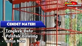 Download lagu Masteran istimewa cendet materi tengkek buto, pelatuk bawang, greja new 💯 ampuh buat masteran‼️‼️‼️