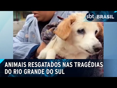 Video caes-continuam-nadando-apos-resgates-em-tragedia-no-rs-sbt-brasil-13-05-24