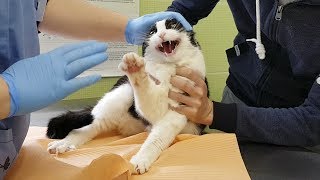 Видео Brave Warrior (автор: CatPusic)