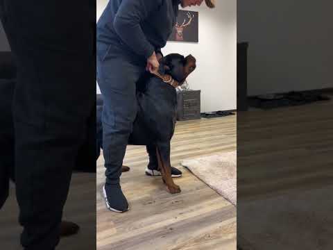 Video: Nervenverschiebung bei Hunden