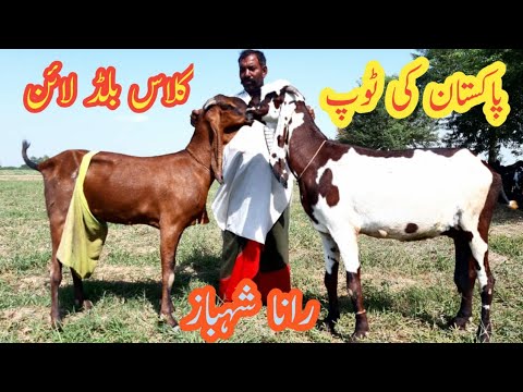Pakistan Rasheed Nagra TOP CLASS NAGRA BREED OF PAKISTAN | RANA SHAHBAZ | TA GOAT INFO - YouTube