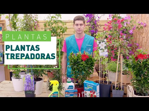 Video: Plantas de madreselva con flores de invierno: aprenda sobre el arbusto de madreselva de invierno