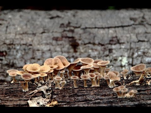 Vídeo: Por Que O Cogumelo Chaga é útil?