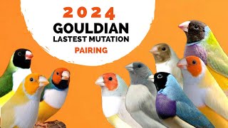 2024 Gouldian Latest Mutation Pairing | Gouldian Mutation Working |Gouldian Mutation Setup In lahore