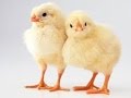 Kadaknath Chicken buy online  Black Chicken  Technical ...