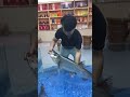 When a Meter-Level Fish Strikes Your Lure! Epic Catch 🐟 #FishingShorts #fishingtutorial