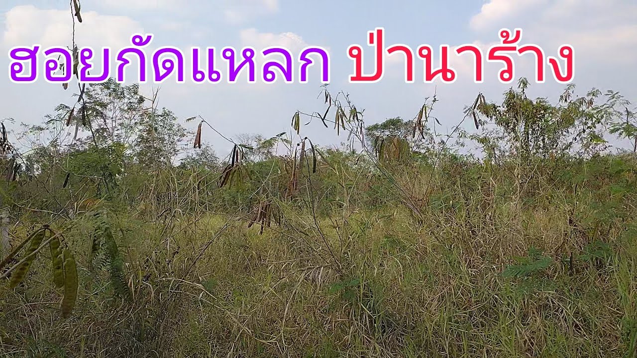 เปิดหมายใหม่ กัดแหลก!!! หมายป่านาร้าง