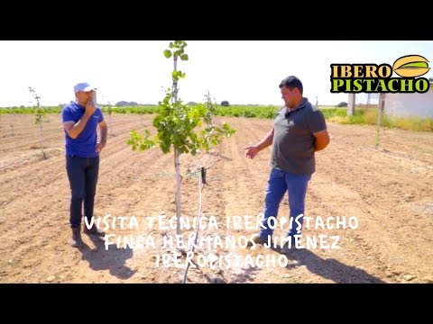 Vídeo: Falguera femella: plantació i cura