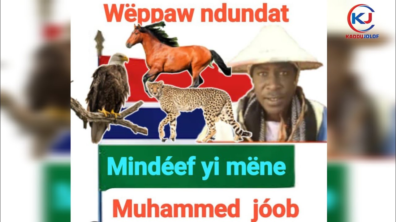 Culture animal : Wëppaw Ndunat ( Mindéef yi mëne ) avec Mouhamed joop Historien farafégné Gambie