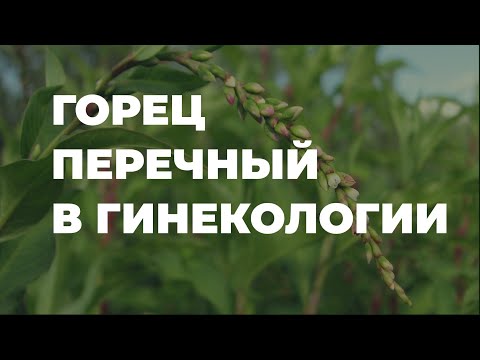 Горец перечный в гинекологии, полезные свойства,  / Захар Травник