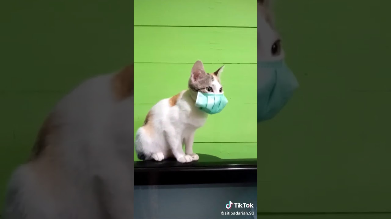  kucing pakai masker  YouTube