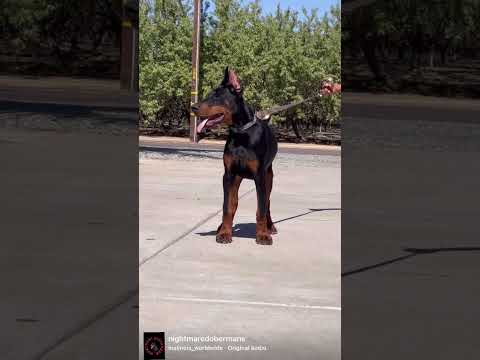 Vader The Doberman