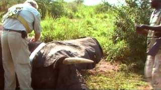 Studying the Wildlife migration of S Sudan