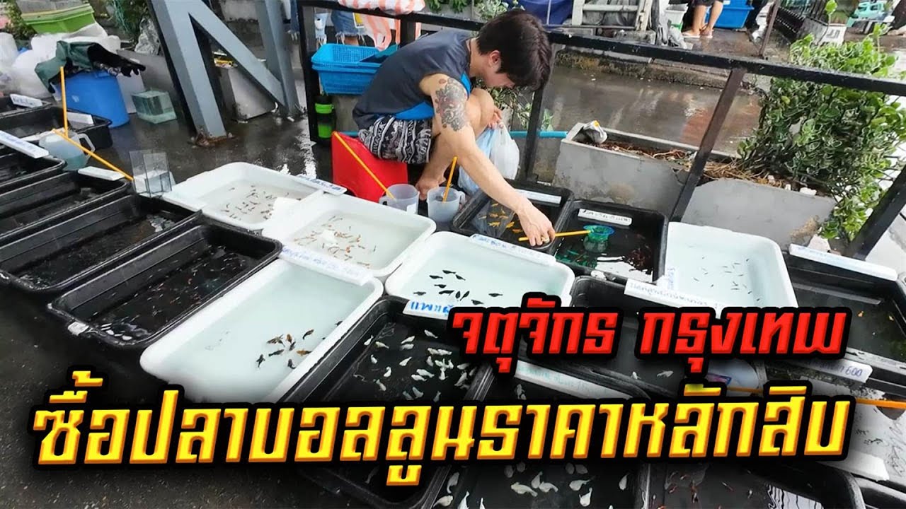 ซื้อปลาบอลลูนตลาดปลาวันพุธจตุจักร