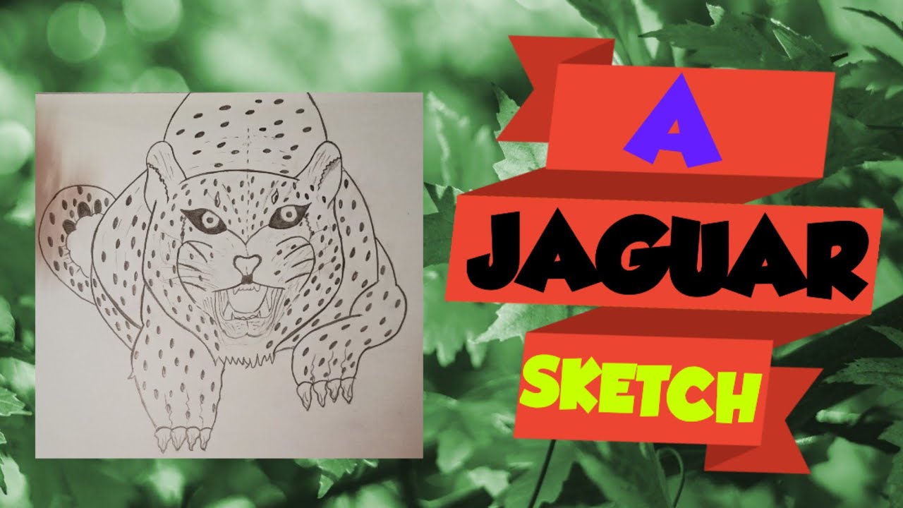 How to draw a sketch of Jaguar || easy step by step drawing for beginners|| HANO Art Lab