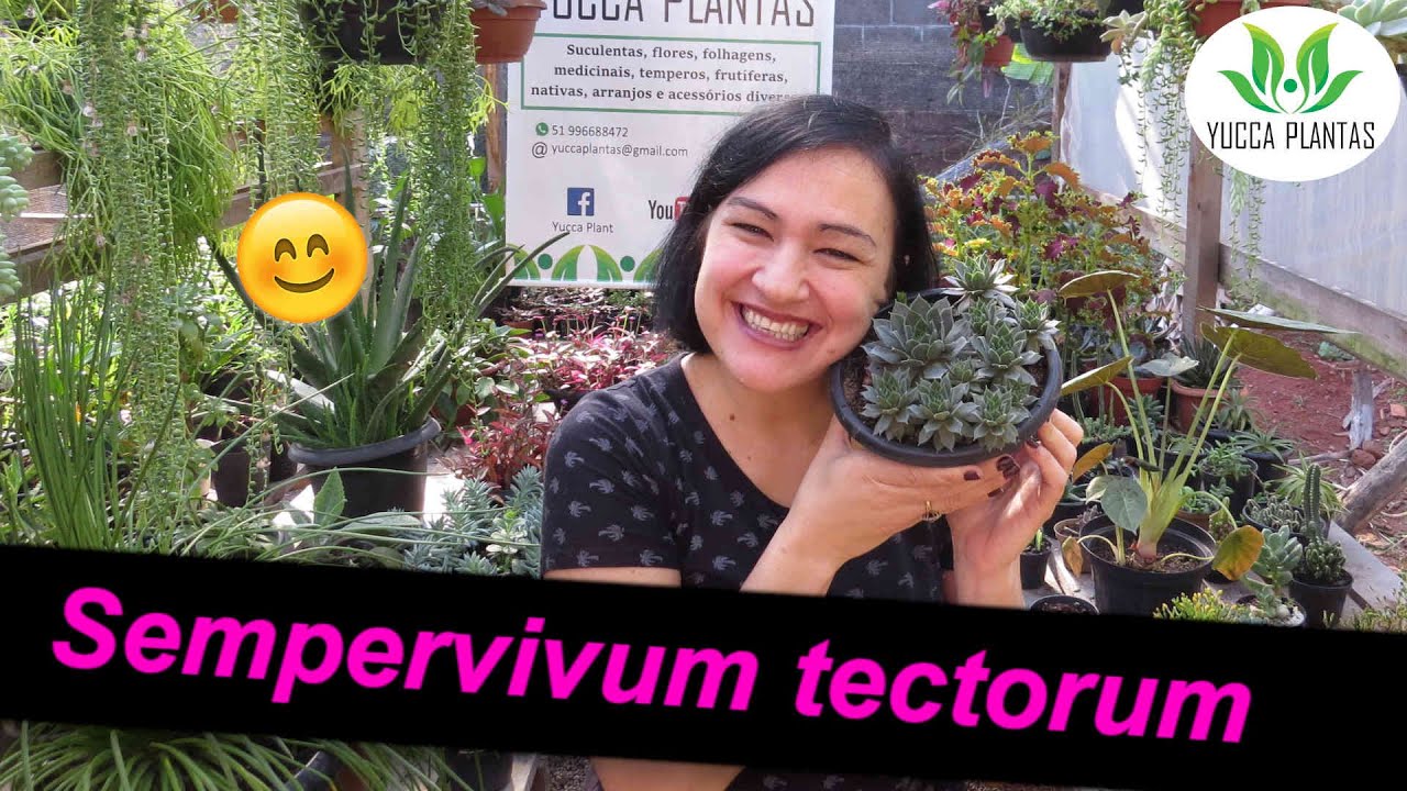 Sempervivum tectorum :D