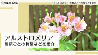 アルストロメリア 種類 Youtube
