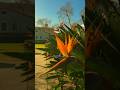 All the beautiful flora on campus through a student’s eye. #scrippscollege #flora #pov Max ’27