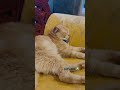 #boredcat #sarapbuhay #weekendvibes
