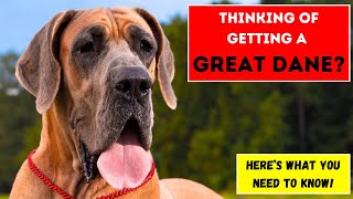 Thinking of Getting a Great Dane? Here’s What You Need to Know!
