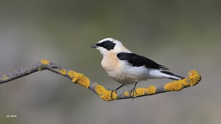 Black - Eared Wheatear » Oenanthe Melanoleuca [Karakulaklı Kuyrukkakan]