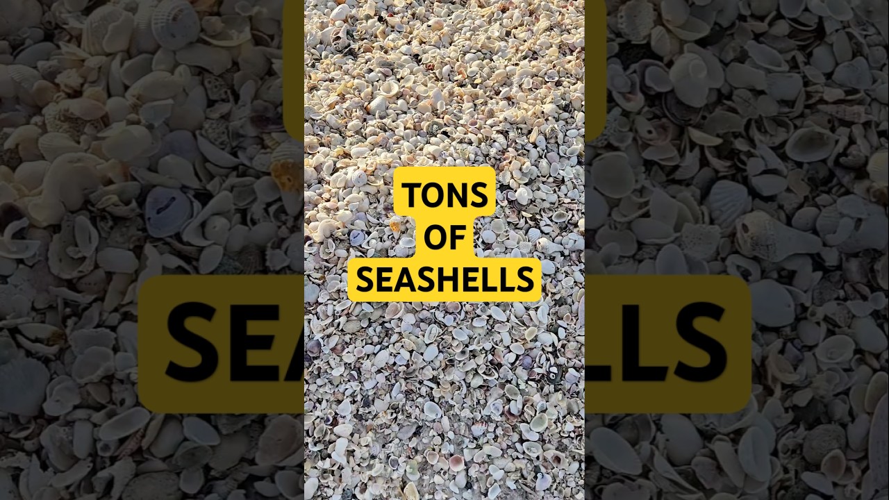 LOOK OVER  Here, TONS of Seashells 🤯 