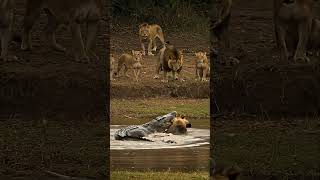 A Crocodile Battles A Lion In The River As Others Lions Observe.