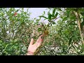 अनार की कुछ खास जानकारी जिससे आपको मिलेंगे ढेरो फल 🪴🦋☘️🪴#gardenflower #youtube #garden #kitchen 🌺🌷🌹