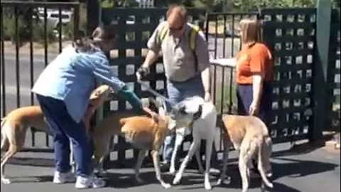 greyhound fun, GFFL play day in Carmel Valley Calif.