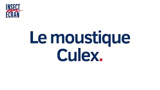 Le moustique Culex
