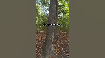 #treehugger #treehuggers #nature