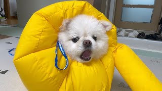 I tried drying the dog's fur by blowing up its body like a balloon. I tried drying the dog's fur by blowing up its body like a balloon.