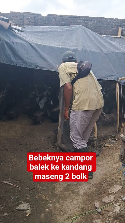 bebeknya camporbalek ke kandang maseng2 bolo