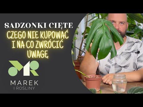 Wideo: Chiny - Użyteczne Właściwości I Zastosowanie Porcelany, Nasion Porcelany, Kwiatostanu. Łąka Rangi, Szerokolistna, Bulwiasta