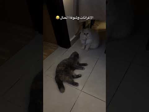 الاغرائات مو جايبة مفعولها  قطط