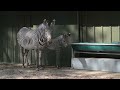 'DIFFICULT BEGINNING!' | How an endangered Zebra foal survived at West Midlands Safari Park!