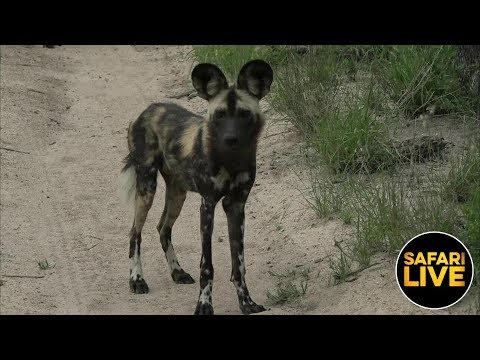 leopard print safariLIVE - Sunrise Safari - January 20, 2019