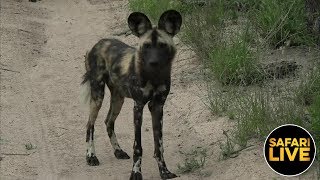 safariLIVE - Sunrise Safari - January 20, 2019