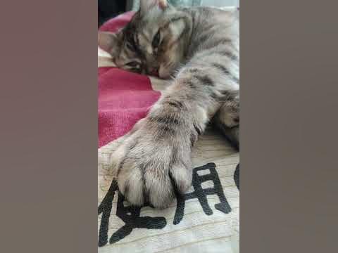 Это НОГА, у КОГО надо НОГА............ - YouTube