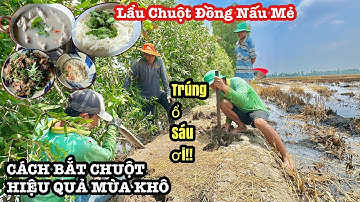 Chuột Dồn Hang Nhiều Khủng Khiếp • CHUỘT ĐỒNG NẤU MẺ NHẬU "Lai Rai" Tai Chòi Bông Lúa Đồng Tháp