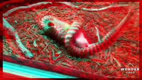 Woma python timelapse feed