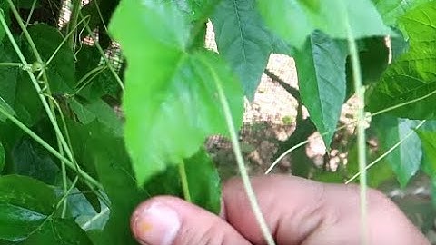 Cây Lạc Tiên Bài thuốc dân gian chữa mất ngủ, suy nhược thần kinh hiệu quả