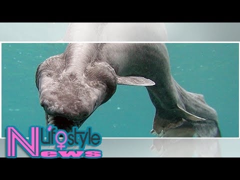 This Nightmare Shark With a Snake Head And 300 Teeth Is Absolutely Horrifying